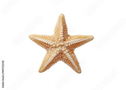 Isolated starfish with five arms, beige color, and small white spots, isolated on transparent background. Summer concept. Ocean concept. Nature concept.