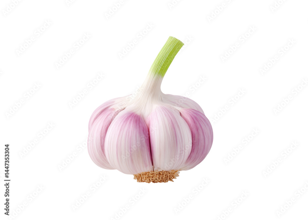 Close up of a whole garlic bulb with purple cloves and a green stem, isolated on transparent background. Condiment, flavor, and healthy eating.