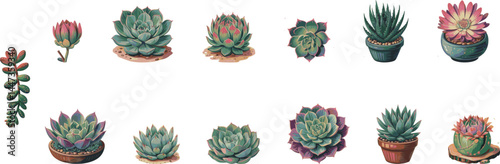 Vibrant Succulent vector Set - Echeveria, Aloe, Sedum, Cactus, Jade Plant, Agave, Crassula, Aloe Vera, Rosette, Plump Succulents, Spiky Plants, Botanical Art, Nature Stickers