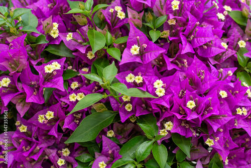 Blooming great bougainville...