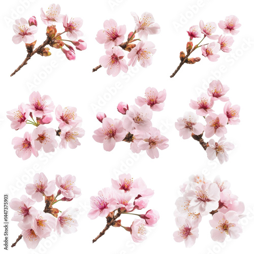 Wallpaper Mural Beautiful cherry blossoms in various stages of bloom against a simple white background Torontodigital.ca