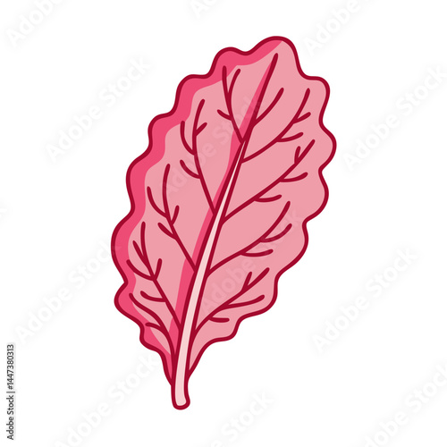 Illustration of a pink leaf lettuce vegetable salad ingredient fresh food healthy eating diet 90
