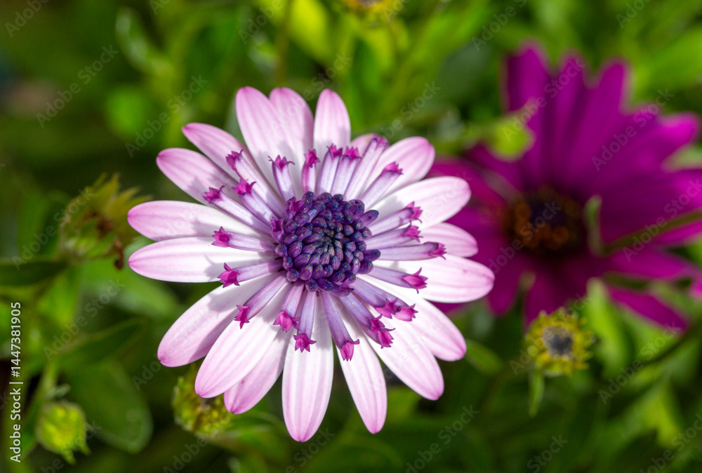 Fototapeta premium Osteospermum fruticosum flowers in full bloom