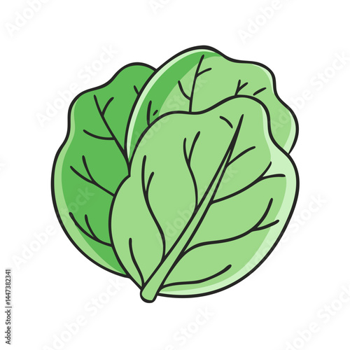 Illustration of fresh green lettuce leaves vegetable salad ingredient healthy eating vegan food diet nutrition