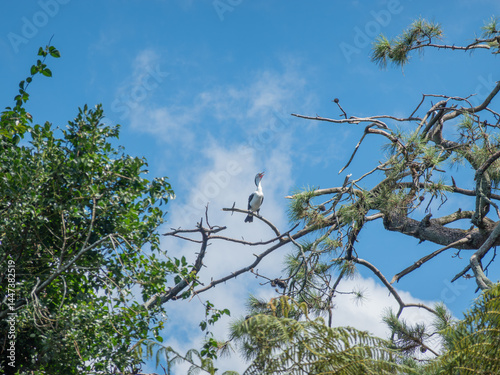 Pied shag high on branch above with beak open squawking
