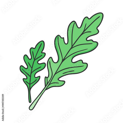 Fresh arugula leaves salad ingredient healthy food green vegetable organic nutrition diet herb garden