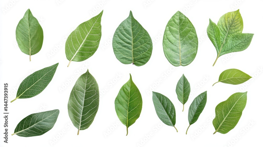 Fototapeta premium Asian tropical leaves in a wide view, cut out and isolated on a white background. 