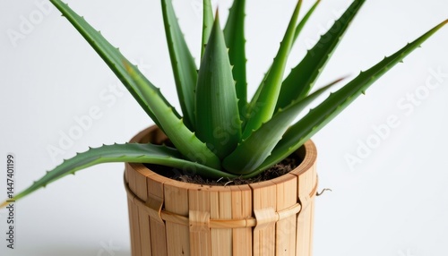 A pot of aloe vera (Aloe barbadensis miller) with thick succulent leaves that are long, fleshy, and serrated, emerging from a rustic bamboo cylinder pot