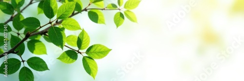 Wallpaper Mural Leafy branches on white background with sunlight, botanical photography, foliage, greens leaves branches flowers Torontodigital.ca