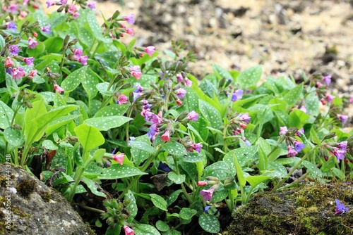 Pulmonaria officinalis, common name lungwort or Mary's tears. Pink and blue flowers of common lungwort at the edge of flowerbed in spring,