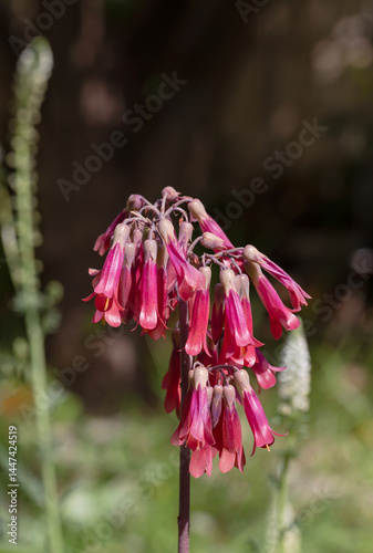 The kalanchoe plant (Kalanchoe serrata) with red flowers close-up
