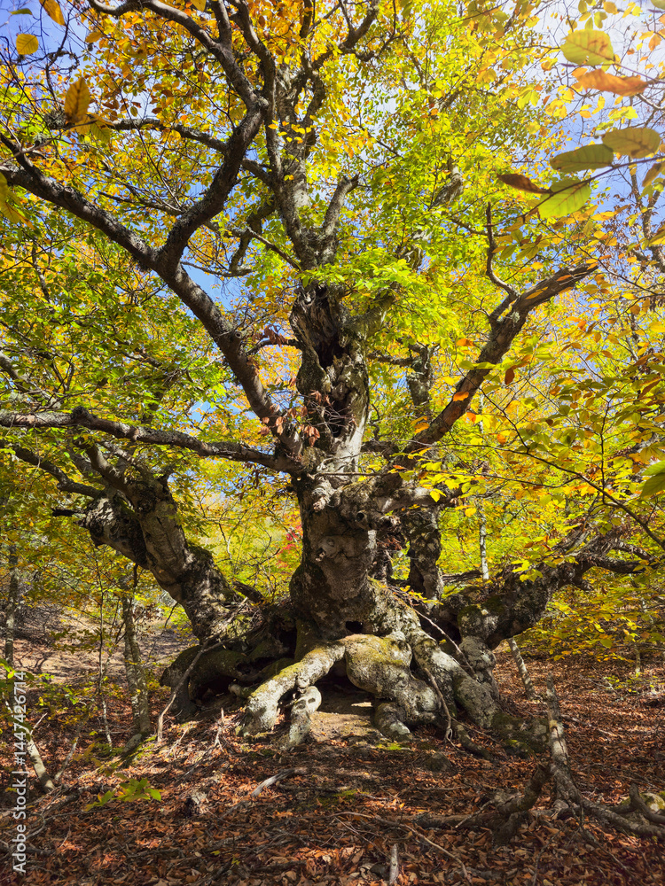 Fototapeta premium Old beech sunny autumn forest.