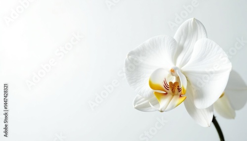 Delicate white orchid blossom on pure white backdrop, botanical, petal