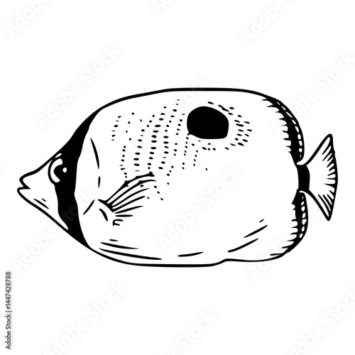raccoon butterflyfish vector illustration