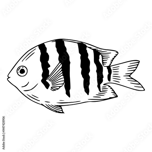 banded sergeant major fish outline