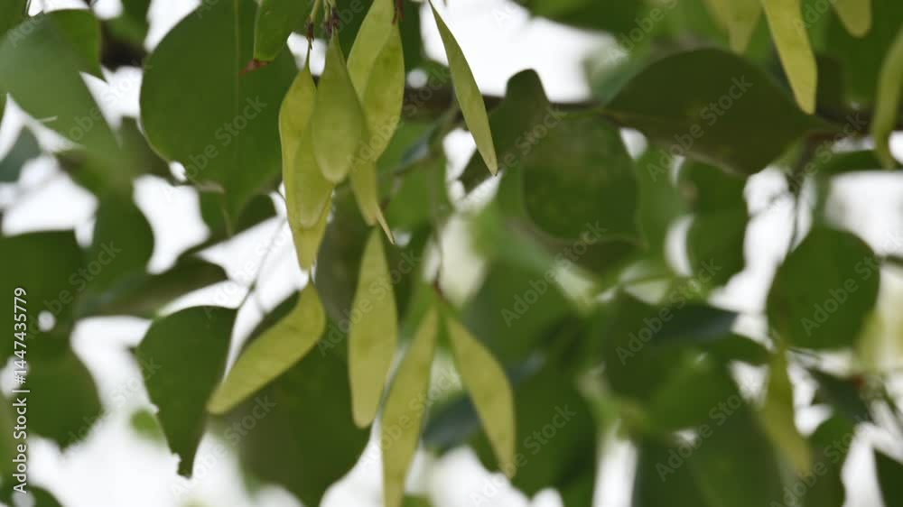 Dalbergia sissoo tree pods. It's other names North Indian rosewood and shisham. This is a fast growing, hardy deciduous rosewood tree native to the Indian Subcontinent and Southern Iran. Dalbergia sissoo tree pods. It's other names North Indian rosewood and shisham. This is a fast growing, hardy deciduous rosewood tree native to the Indian Subcontinent and Southern Iran.