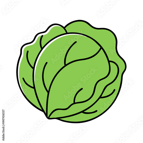 Illustration of fresh green lettuce head vegetable healthy food ingredient salad organic produce diet concept