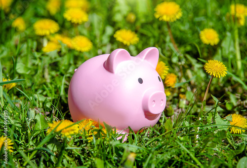 Cuadro en lienzo Piggy Bank on the background of blooming Yellow dandelions