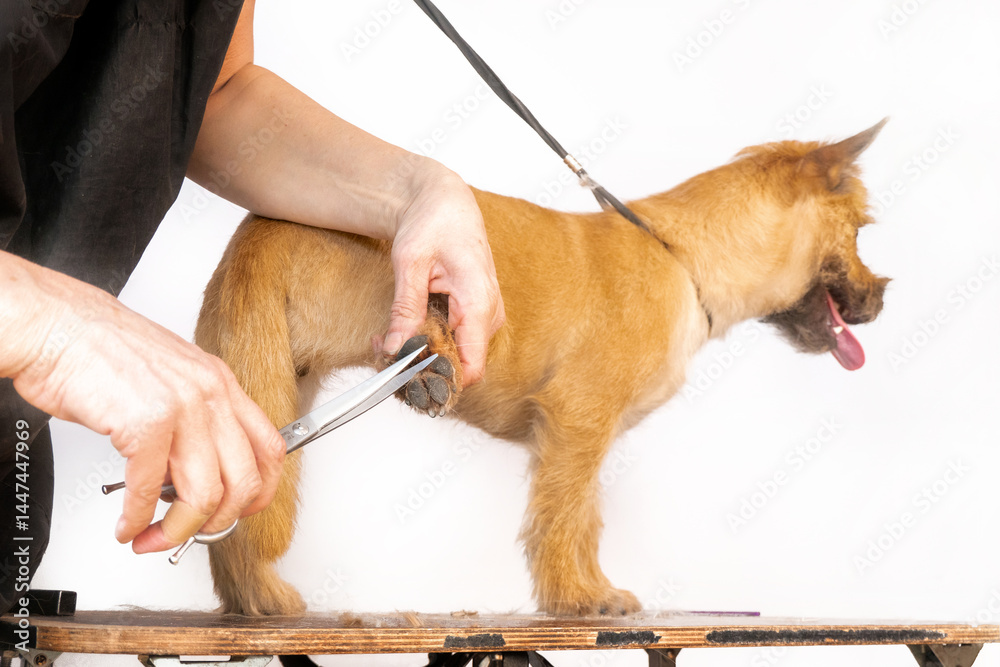 groomer combing wool of spitz in salon, grooming master cuts and shaves, cares for a dog in professional salon for pets. clipping claws High quality photo