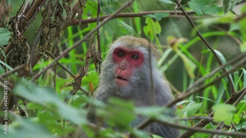 Close up shot of a wild Formosan rock macaque (Macaca cyclopis) with red face, sits on a treetop and munching on fresh green leaves, a primate species endemic to Taiwan. photo