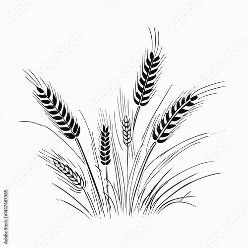 Wheat stalks botanical illustration, grain crop plant in detailed black line art