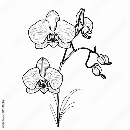 Elegant orchid branch illustration with multiple blooms, botanical line art drawing