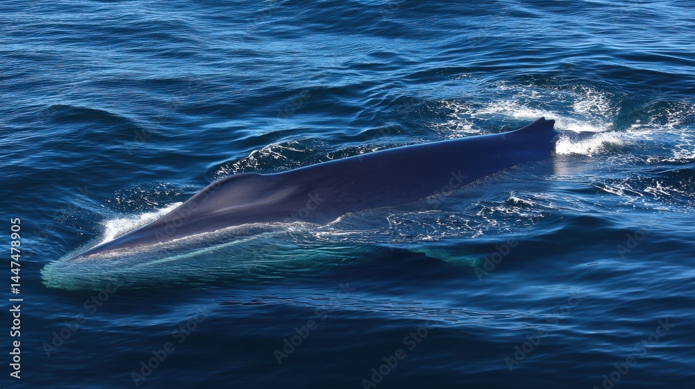 Fototapeta premium Blue Whale Surface: Majestic Ocean Giant