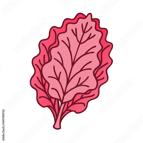 Illustration of pink leafy vegetable swiss chard beet greens leaf for healthy eating diet food