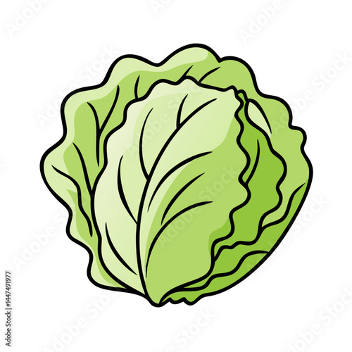 Illustration of fresh green cabbage vegetable healthy eating salad ingredient vegetarian food plant diet