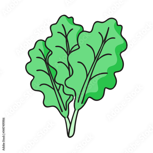 Fresh green lettuce leaves vector illustration healthy eating salad ingredient vegetable garden produce