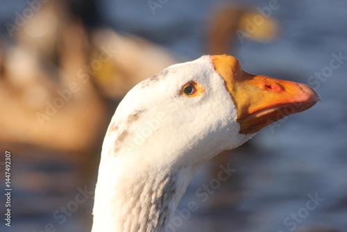 Ducks and Geese at Lake Tyler near Whitehouse TX