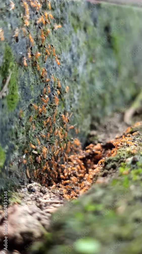 small red ants walking on mossy paving small red ants walking on mossy paving