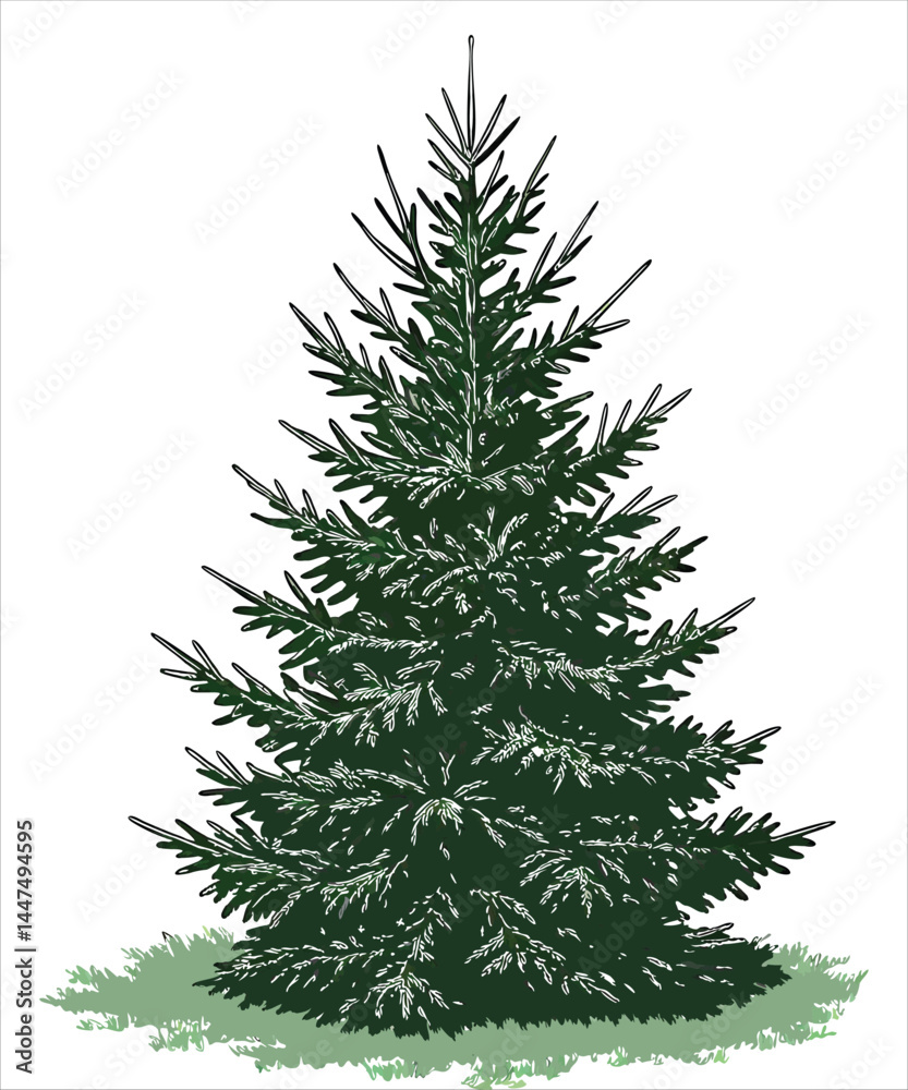 Fototapeta premium Detailed Evergreen Tree Illustration with Dense Needles