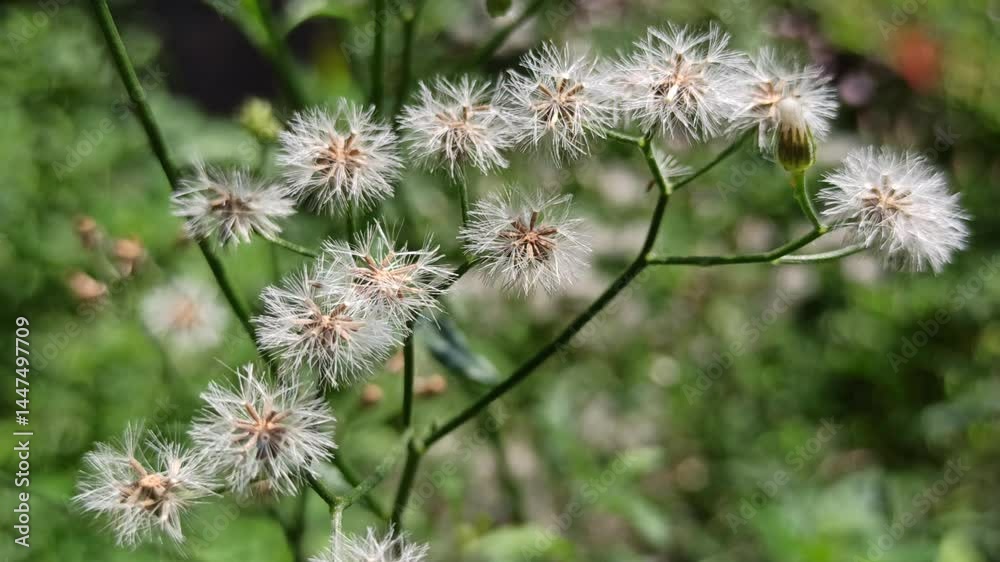Eupatorium japonicum Eupatorium japonicum