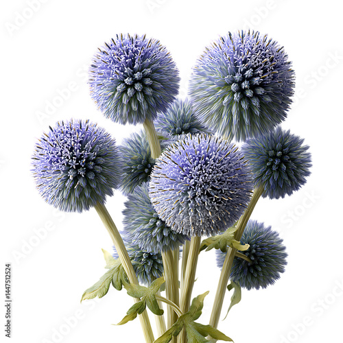 Elegant Globe Thistles with Organic Arrangement on White