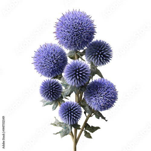 Unique Globe Thistle Blooms Displayed on White Surface
