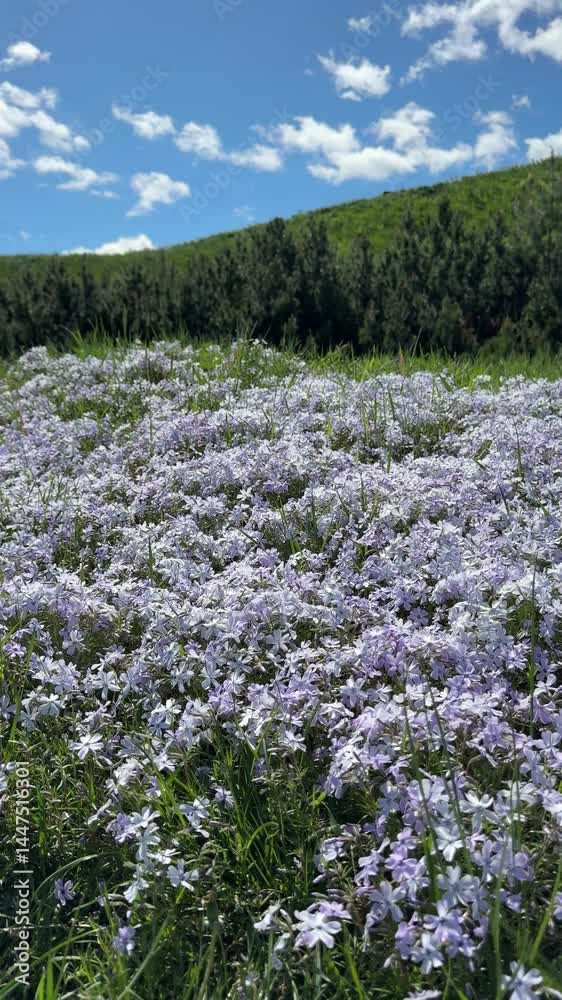 Violet creeping phlox subulata flowering plant, vertical video. Violet creeping phlox subulata flowering plant, vertical video.