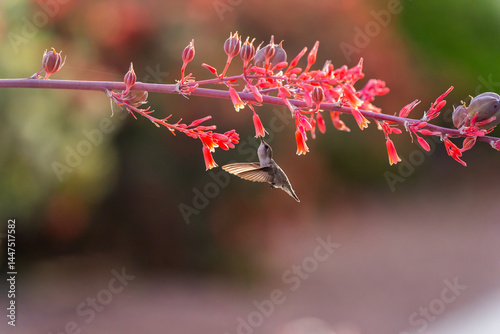 Hummingbird Kolibri