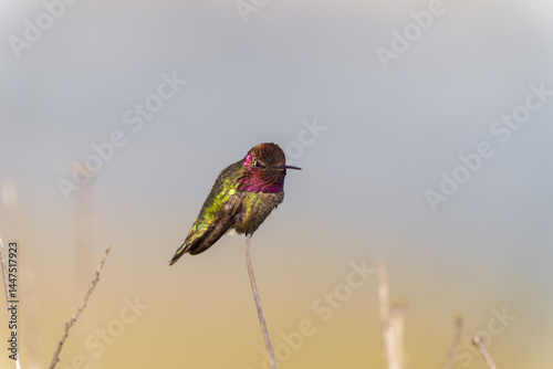 Hummingbird Kolibri