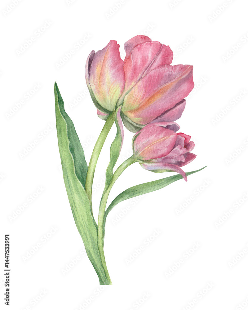 Watercolor botanical illustration with pink tulip Watercolor botanical illustration with pink tulip