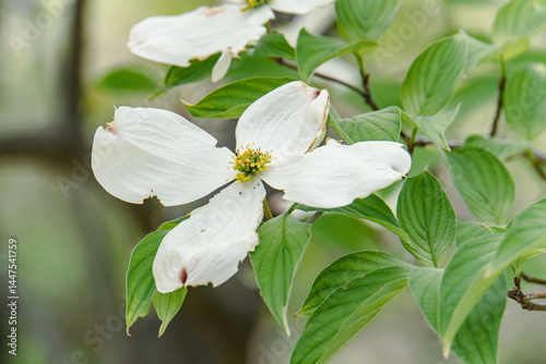 White flowering dogwood in spring