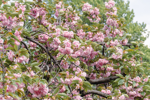 cherry blossom in spring