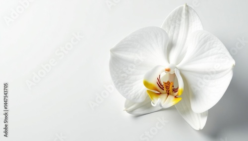 Close-up of pristine white orchid petals on seamless white, seamless, background