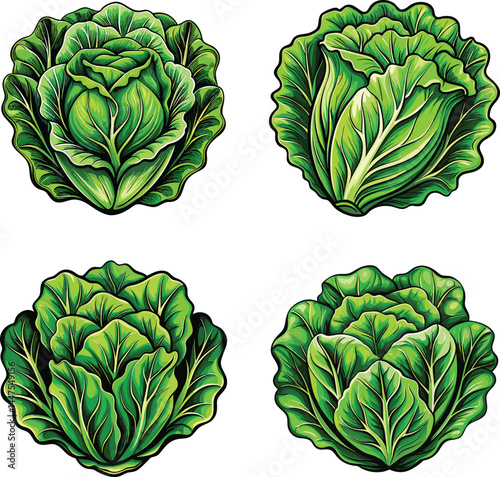 Fresh Lettuce Clipart Vector Garden Set