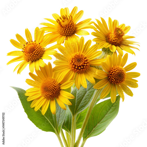 Arnica isolated on a Transparent background.