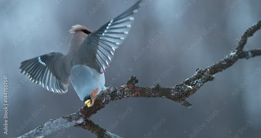 Waxwing Seidenschwanz