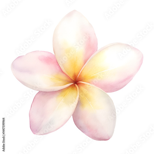watercolor Frangipani Flower isolated on white