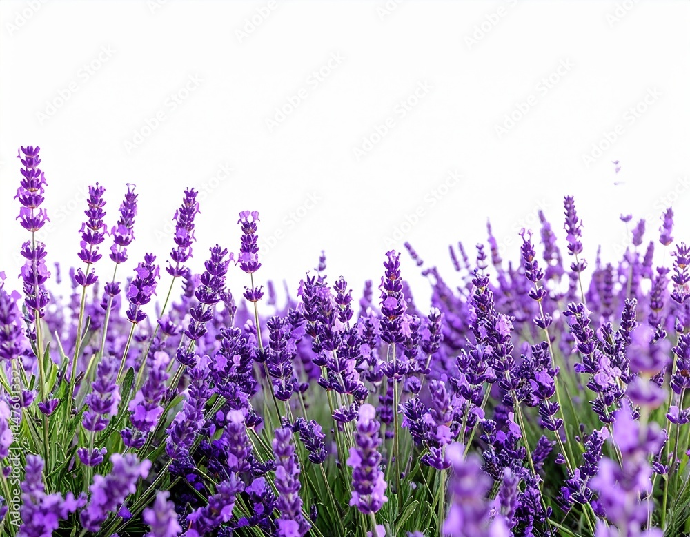 Naklejka premium Vibrant lavender blooms under clear sky in serene field landscape