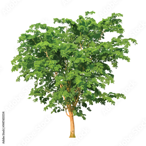 Vector watercolor green tree or forest side view isolated on white background for landscape and architecture drawing,elements for environment or and garden,Shrub for section