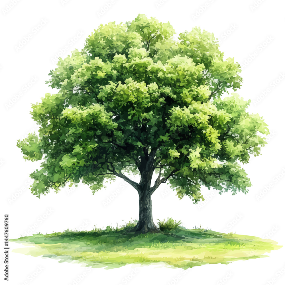 Lush Green Tree In The Summer Sun, watercolor vector, isolated on a white background.